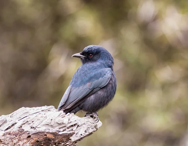 Fork Tailed Drongo Perched Branch Southern African Savanna Royalty Free Stock Images