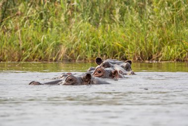 Hippo nehir Caprivi Strip, Namibia