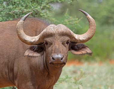 Güney Afrika savana bir Afrika Buffalo'da closeup portresi