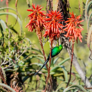 Güney Afrika'da bir aloe tesisi tam üreme kuş tüyü bir malakit Sunbird tünemiş