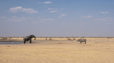 Bir fil ve bir siyah gergedan bir sulama delik Namibya karşılamak