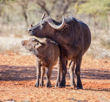 Bir Afrika Buffalo anne ve yavrusu Oxpecker kuşlar damat annesi kurbanını öldürürken savana içinde ayakta