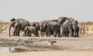 Afrika filleri ve Namibya savana bir sulama delik, bir Secretarybird sürüsü