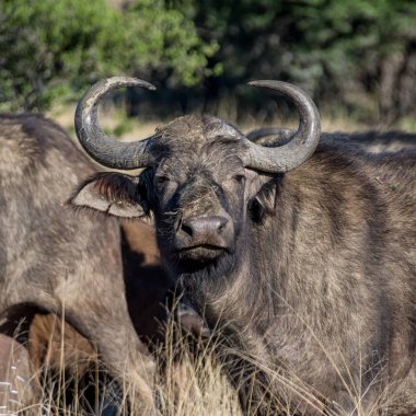 Afrika Güney Afrika savana Buffalo'da