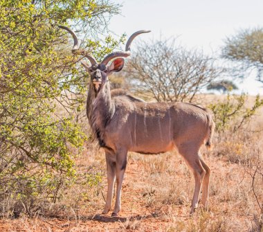 Kudu Bull Güney Afrika savana ayakta