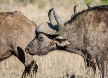 Güney Afrika savana Oxpecker kuşlar ile Afrika Buffalo