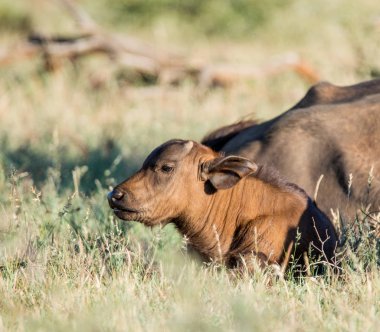 Güney Afrika savana bir bebek Afrika Buffalos