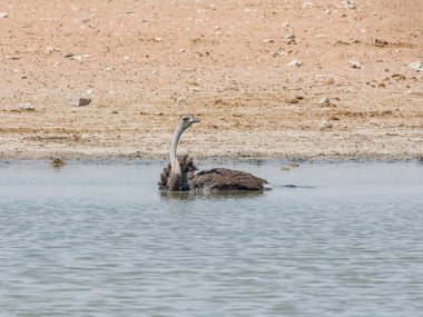 Bir devekuşu Namibya savana bir sulama delik içinde
