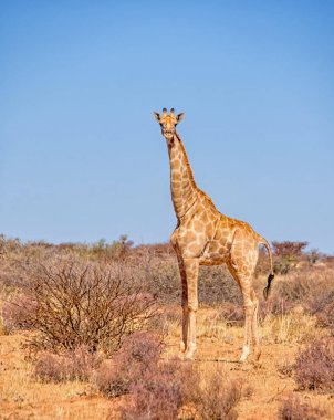 Güney Afrika savana bir zürafa ayakta