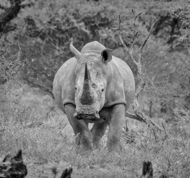 Beyaz Rninoceros, Northern Cape, South Africa