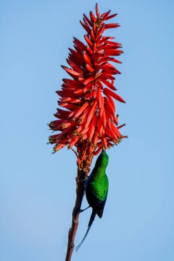 Güney Afrika'da tam üreme kuş tüyü erkek malakit Sunbird