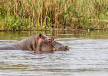 Hippo nehir Caprivi Strip, Namibia