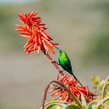 Güney Afrika'da bir aloe tesisi tam üreme kuş tüyü bir malakit Sunbird tünemiş