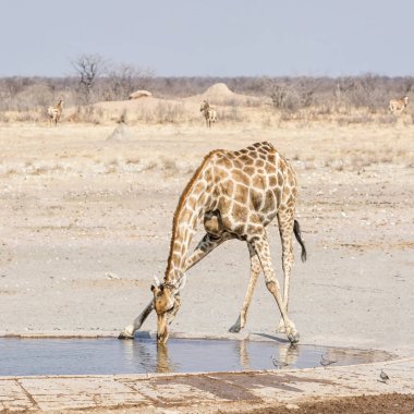 Namibya ovada sulama delik, içme zürafa
