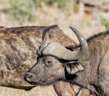 Güney Afrika savana Oxpecker kuşlar ile Afrika Buffalo