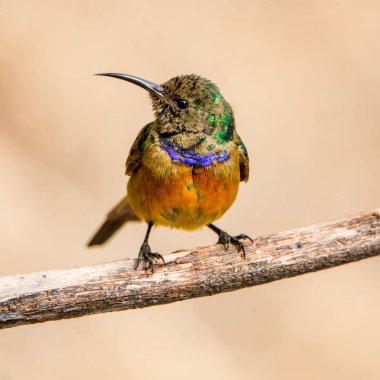 Erkek portakal göğüslü Sunbird Güney Afrika'da ölü ağacına tünemiş