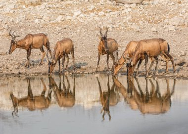 Red Hartebeest drinking at watering hole in Namibian savanna clipart