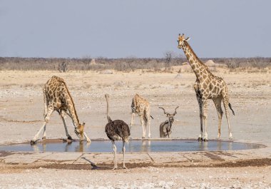 Namibya savana bir sulama delik, zürafalar