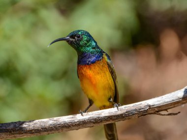Erkek portakal göğüslü Sunbird Güney Afrika'da ölü ağacına tünemiş