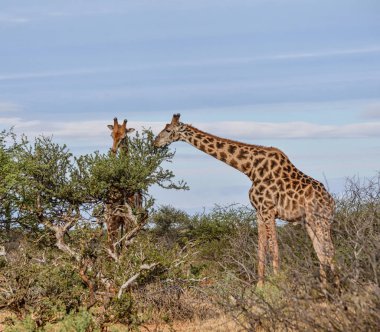 Güney Afrika savana ağacından yeme zürafalar çifti