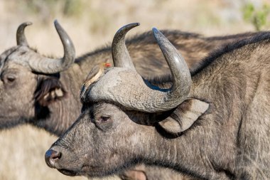 Güney Afrika savana Oxpecker kuşlar ile Afrika Buffalo