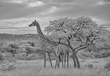 Güney Afrika savana ağacından yeme zürafalar çifti