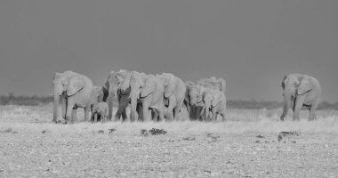 Afrika Namibya savana, tek renkli yürüyüş fil sürüsü doğurmak 