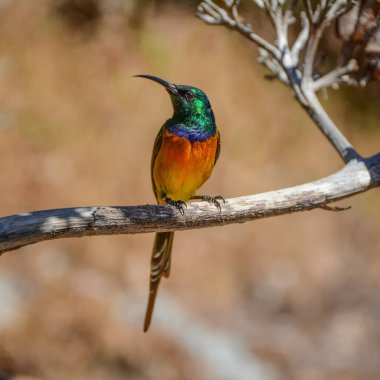 Erkek portakal göğüslü Sunbird Güney Afrika'da ölü ağacına tünemiş