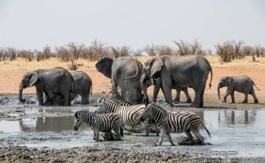 Bir sürüsü Afrika, Namibya savana bir sulama delik