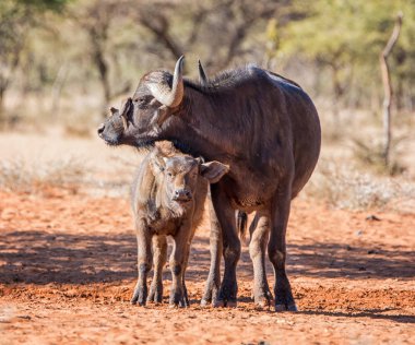 Bir Afrika Buffalo anne ve yavrusu Oxpecker kuşlar damat annesi kurbanını öldürürken savana içinde ayakta