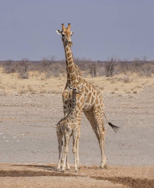 Bir zürafa anne ve yavrusu Namibya savana içinde