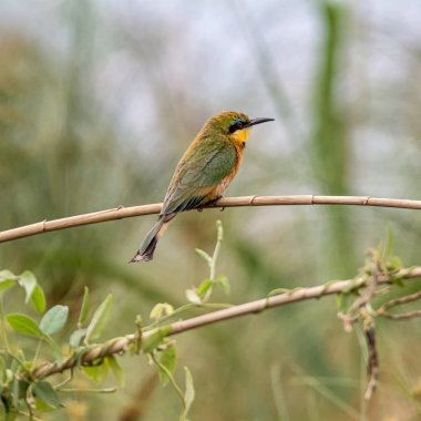 Namibya savana bir şube tünemiş küçük arı kuşugiller