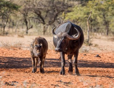 An African Buffalo mother and calf standing in savanna while the mother gets a grooming from Oxpecker birds clipart
