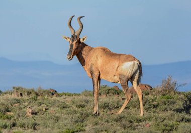 The Red Hartebeest (Alcelaphus buselaphus caama) is a species of even-toed ungulate in the family Bovidae found in Southern Africa. More than 130,000 individuals live in the wild. The red hartebeest is closely related to the tsessebe and the topi. clipart