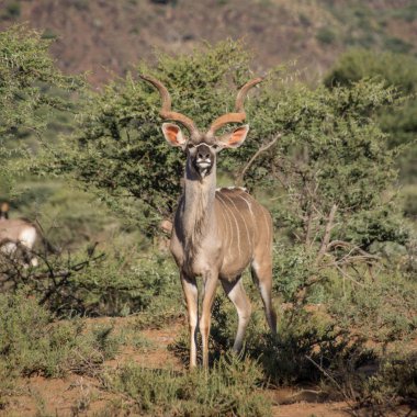 Bir yetişkin bushveldt Güney Afrika'daki kudu boğa duruyor