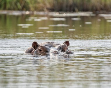 Su aygırı bir nehir Caprivi şerit, Namibya