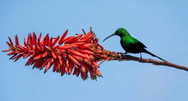 Bir erkek malakit Sunbird tam üreme kuş tüyü Güney Afrika içinde