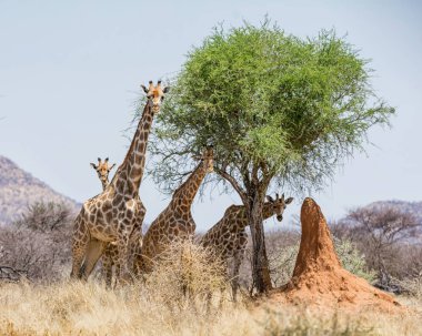 Zürafalar Namibya savana bir grup