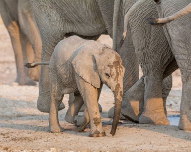 Bu aile Namibya savana bir sulama delik, bir bebekle Afrika fili