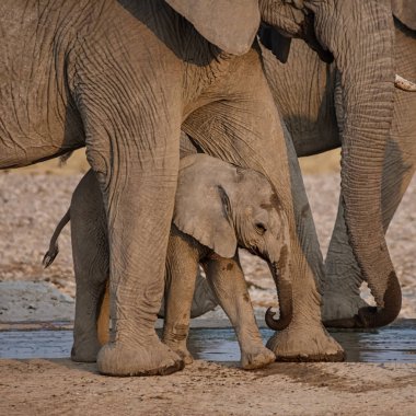 Namibya savana bir sulama delik, bu aile ile bir fil buzağı