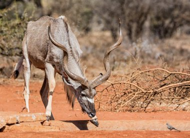 Güney Afrika savana kudu boğa