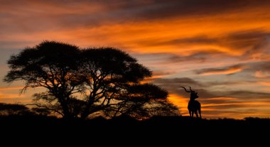 A Kudu antelope stands silhouetted against the sunset in Southern Africa clipart