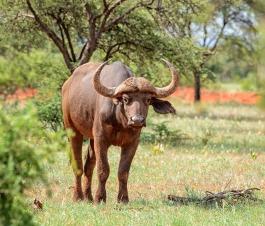 Afrika Güney Afrika savana Buffalo'da