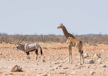 Juvenil zürafayla ve Namibya savana bir Gemsbok ayakta