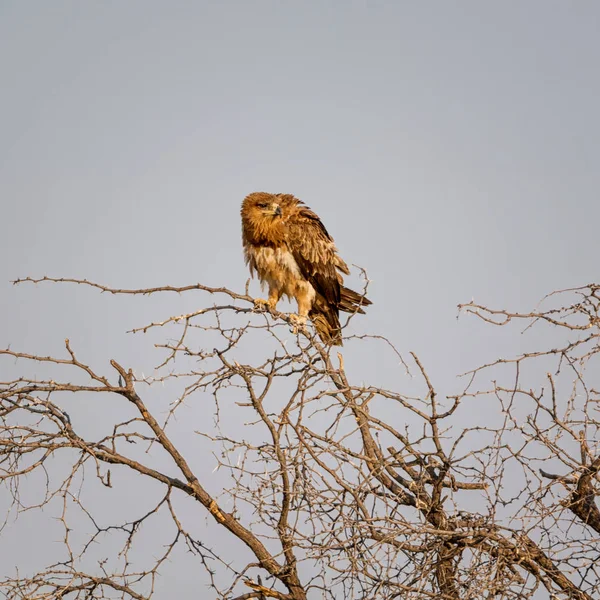 Juvenile Tawny Eagle Perched Tree Namibian Savanna — Stock Photo, Image