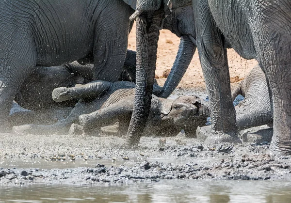 Bambino Africano Elefante Prendendo Fango Con Sua Famiglia Abbeveratoio Namibia — Foto Stock