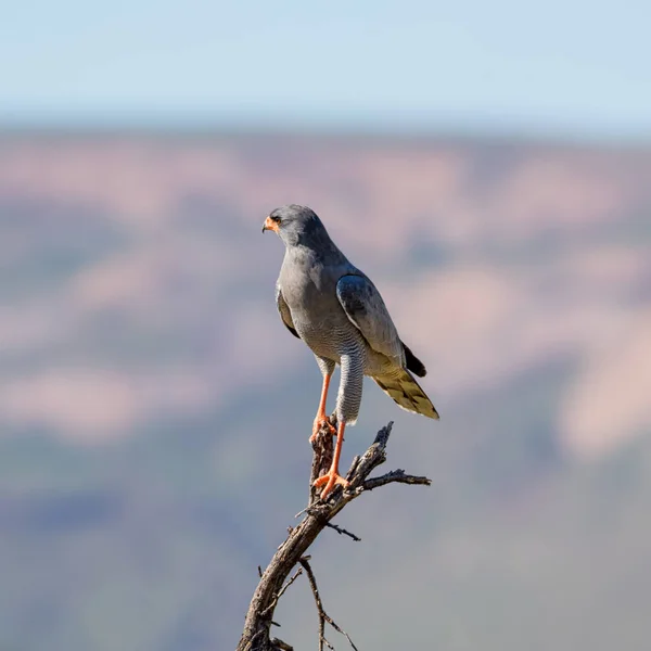 Světle Zpívání Goshawk Posazený Pobočku Jižní Africké Savany — Stock fotografie