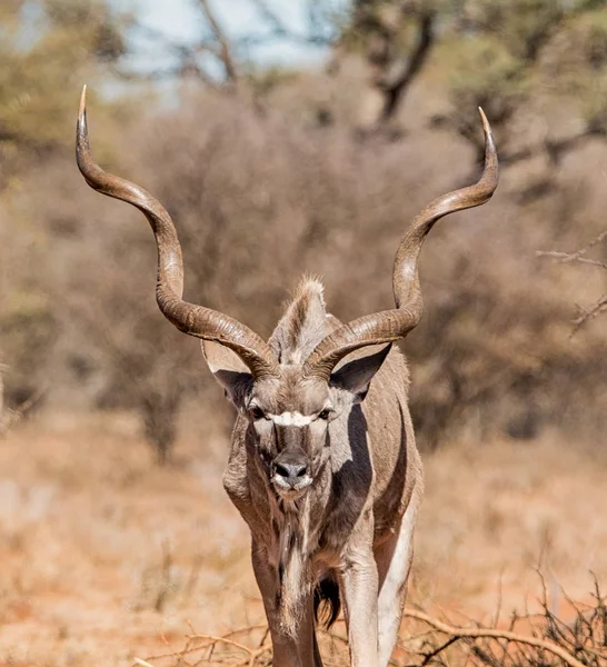 Koedoe Stier Staande Zuidelijke Afrikaanse Savanne — Stockfoto