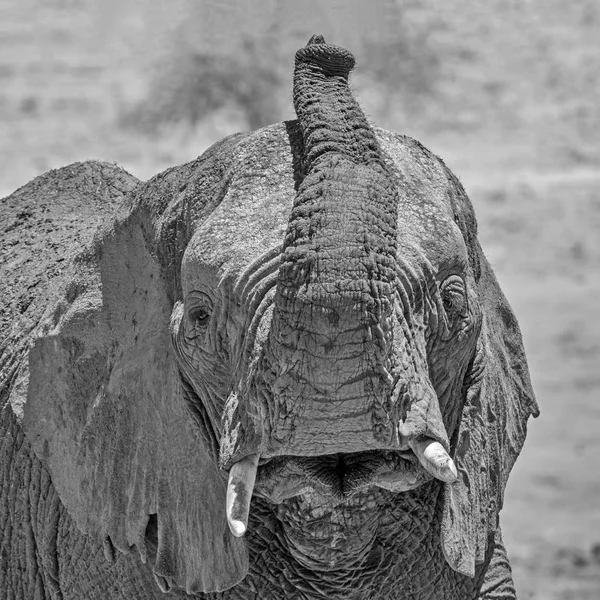 Close-up detail of an African Elephant face