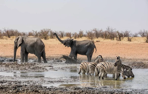 herd of African Elephants at a watering hole in Namibian savanna